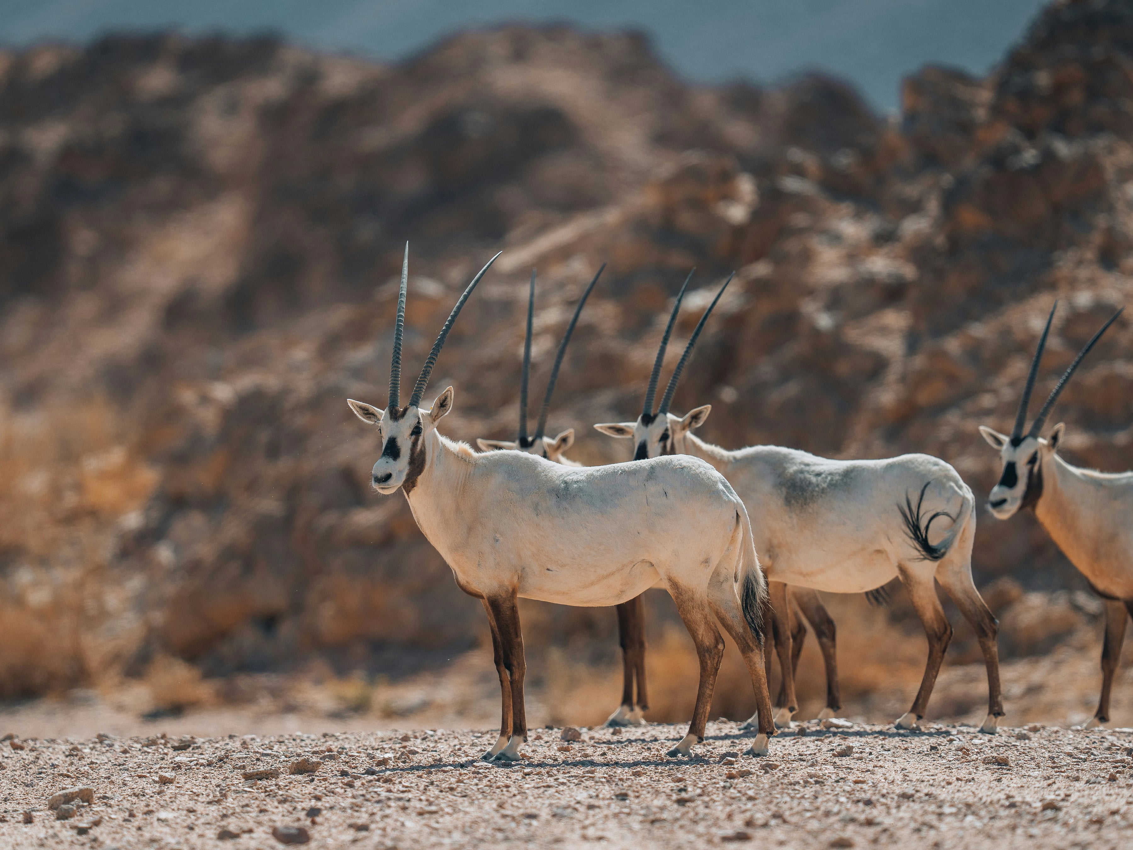 Arabian oryx in a desert landscape
