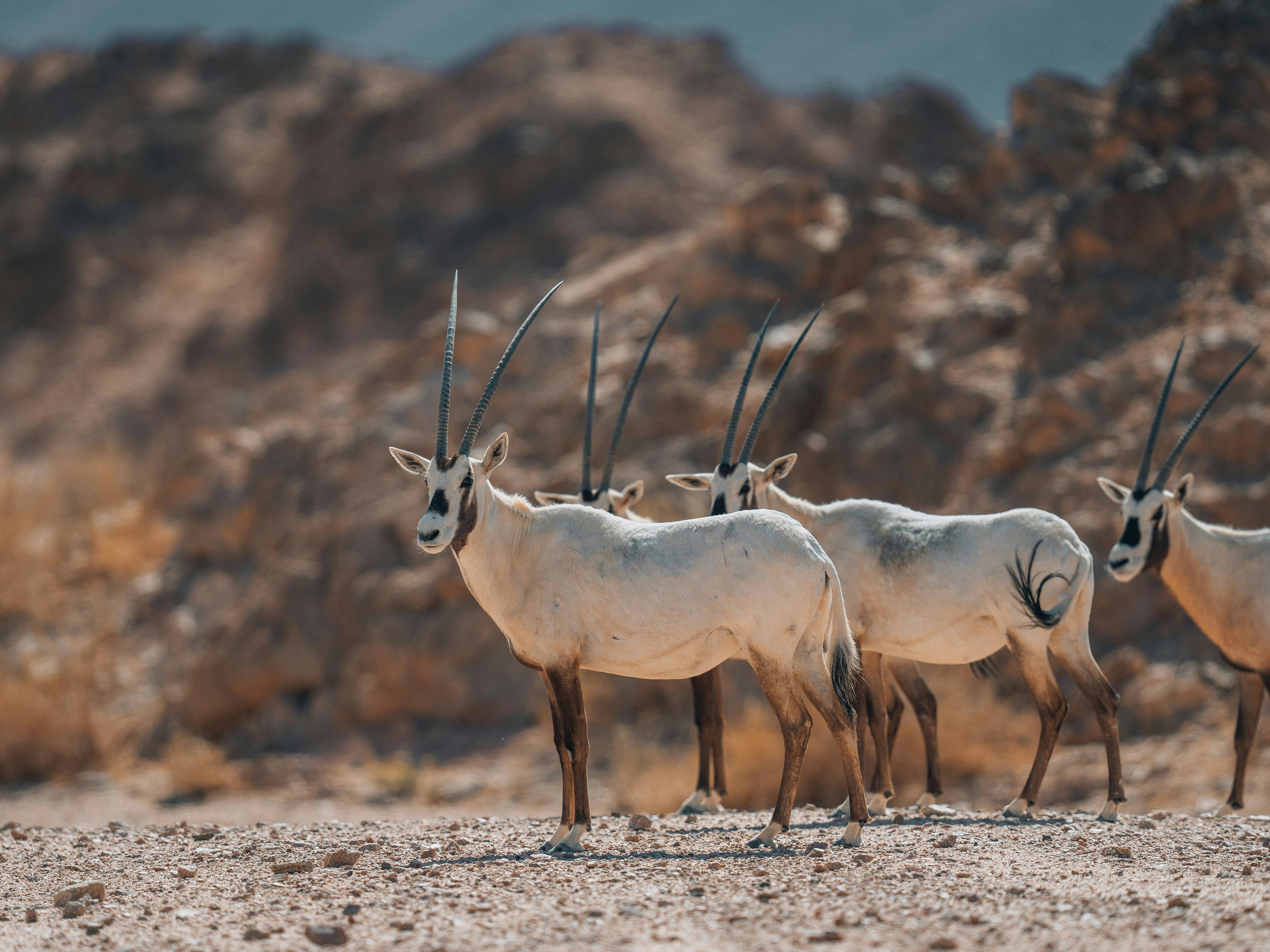 Arabian oryx in a desert landscape